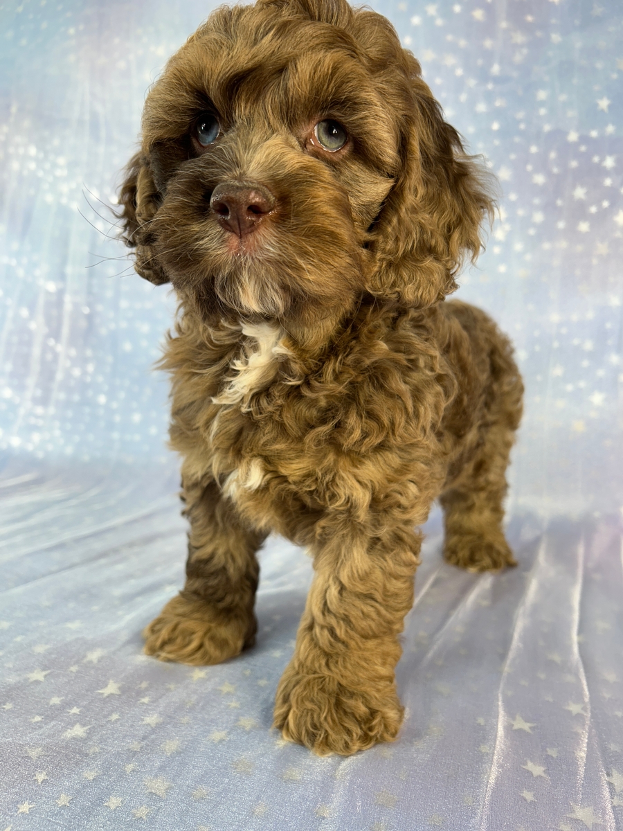 Male Cockapoo Puppy for Sale DOB 4-17-2026 $950